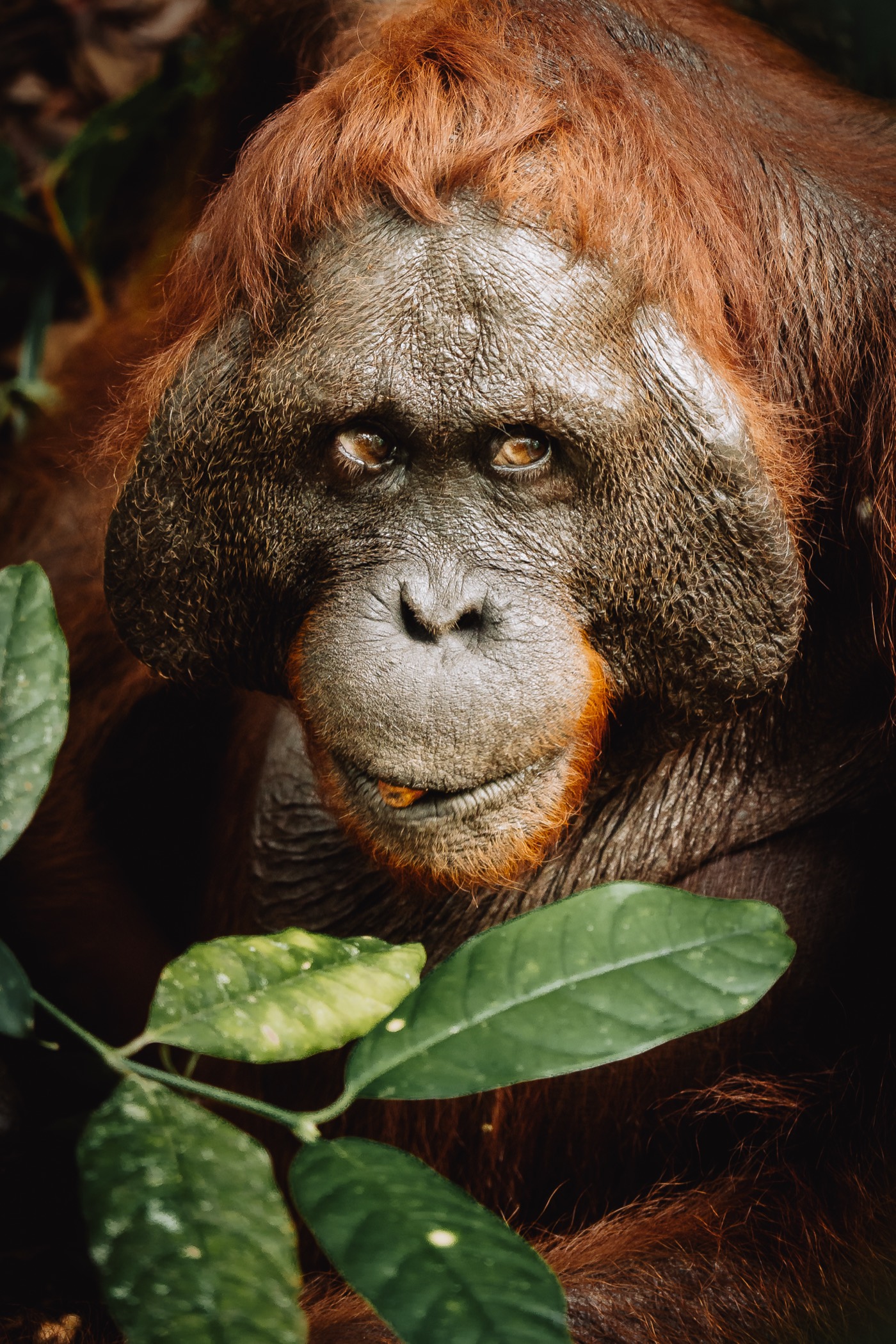 An orangutan among wet leaves in the rainforest canopy.